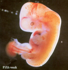 Foetus week 5