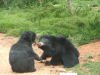 Bears at the safari park