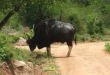 A bison at the safari park