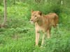 A lion at the safari park