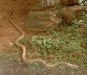 A snake at the safari park