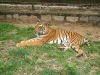 A tiger at the safari park